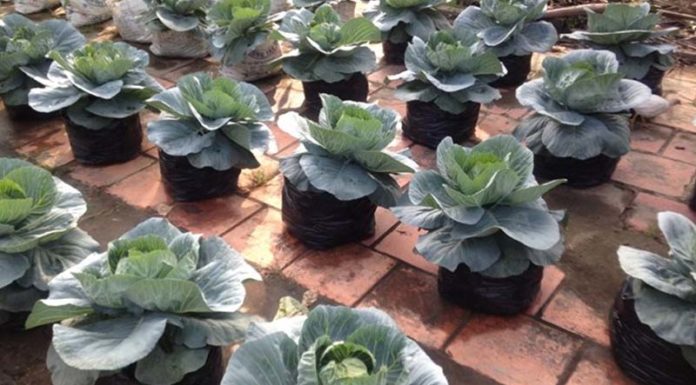 The Ultimate Guide to Vietnamese Unique Trees for Tet: Beyond the Ordinary