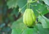 “The Dangers of Overindulging in Chayote: A Word of Caution for Health-Conscious Foodies”