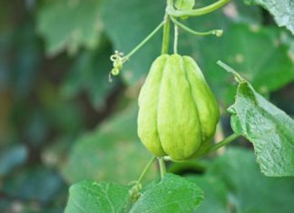 “The Dangers of Overindulging in Chayote: A Word of Caution for Health-Conscious Foodies”
