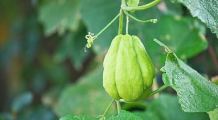 “The Dangers of Overindulging in Chayote: A Word of Caution for Health-Conscious Foodies”