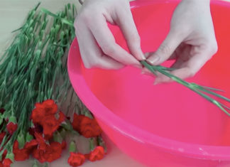 “Keep Your Blooms Brighter for Longer: A Week and Beyond”