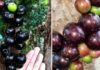 The Mystique of Grapes Growing Along Tree Trunks: An Elusive Sight to Behold