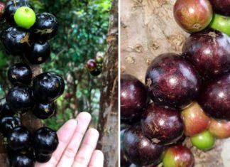 The Mystique of Grapes Growing Along Tree Trunks: An Elusive Sight to Behold