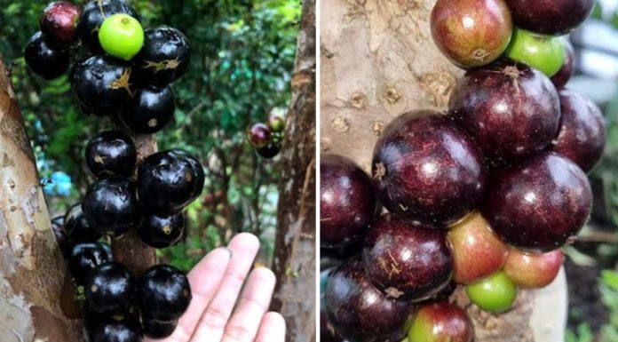 The Mystique of Grapes Growing Along Tree Trunks: An Elusive Sight to Behold