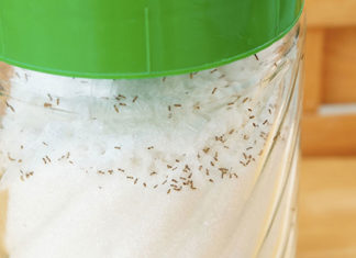 The Ultimate Guide to Ant-Proofing Your Kitchen: A Quick Fix to Keep Pests Away From Your Rice and Sugar