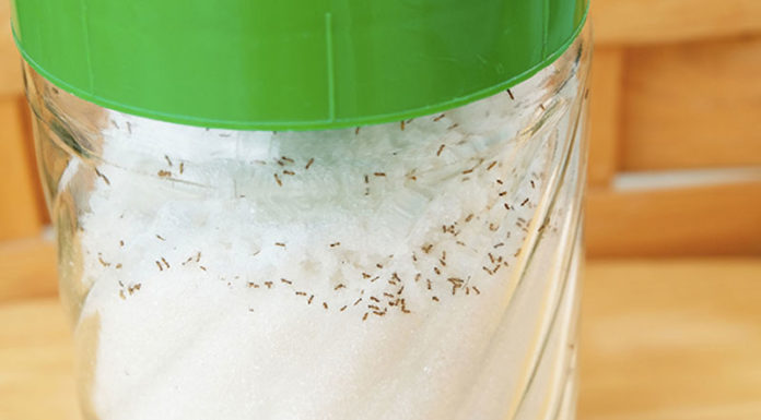 The Ultimate Guide to Ant-Proofing Your Kitchen: A Quick Fix to Keep Pests Away From Your Rice and Sugar