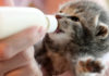 The Ultimate Guide to Choosing the Purr-fect Milk for Your Kitten and How to Mix it Right