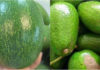 The Art of Selecting Wax Avocados: A Dak Lak Resident’s Guide