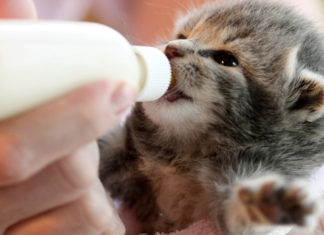 The Ultimate Guide to Choosing the Purr-fect Milk for Your Kitten and How to Mix it Right