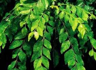What is Curry Leaf? Benefits and Uses of Curry Leaves