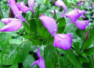 What is Perilla Leaf? Its Uses and Delicious Dishes.