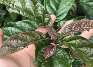 3 Common Leaves in Vietnam That Help Lower Blood Sugar and Prevent Cancer