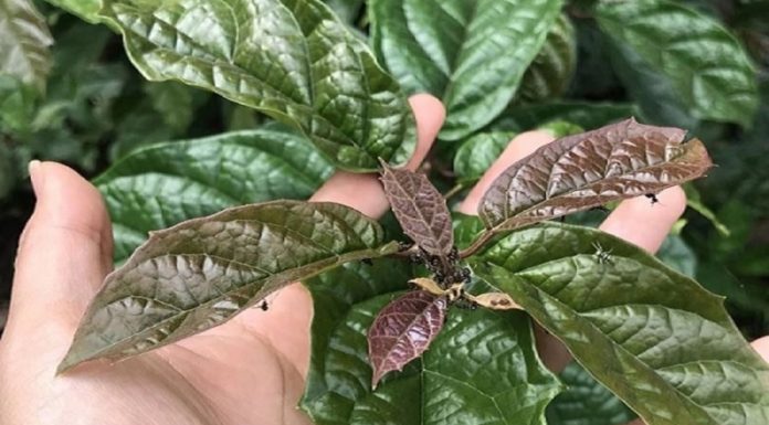 3 Common Leaves in Vietnam That Help Lower Blood Sugar and Prevent Cancer