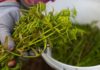 Unveiling the Allure of Rau Choại: From Wild Weed to Delicacy