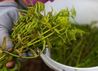 Unveiling the Allure of Rau Choại: From Wild Weed to Delicacy