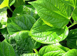 The Ultimate Guide to Low-Pesticide Veggies: Two Unsung Heroes of the Garden