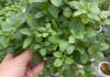 What is Oregano? Benefits and How to Use Oregano Leaves.