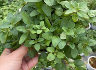 What is Oregano? Benefits and How to Use Oregano Leaves.