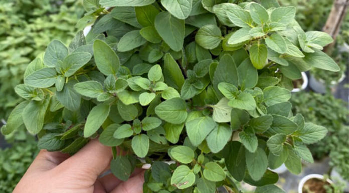 What is Oregano? Benefits and How to Use Oregano Leaves.