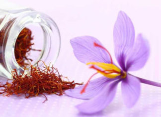 The Beauty of Saffron’s Divine Stigma
