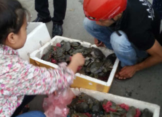 How to Spot the Real Deal: Authenticating the Famous Ca Mau Crab