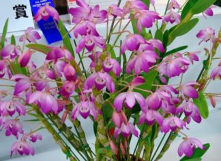 Flat Chicken Gizzard Vine: Tips for Growing and Caring for a Blooming Beauty