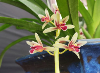 The Magic of Orchid Care: Unveiling the Secrets of Lan Kiếm’s Beauty and Cultivation