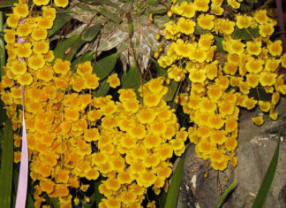 The Enchanted Tricolor Orchid: Unveiling the Mystique of Nurturing a Flourishing, Colorful Haven.