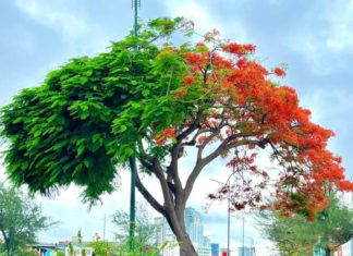 What is Li Xia? When is Li Xia 2023?