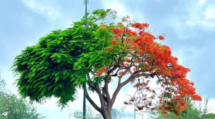 What is Li Xia? When is Li Xia 2023?