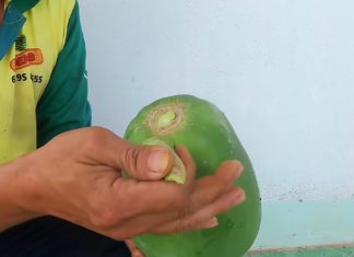The Ultimate Guide to Deseeding Papaya in a Flash