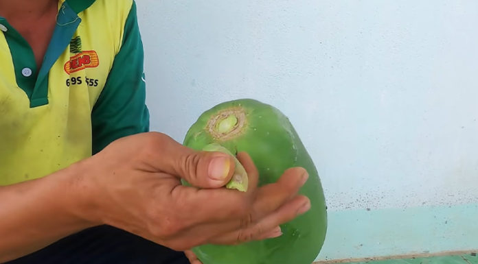 The Ultimate Guide to Deseeding Papaya in a Flash