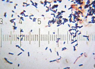 What is Fermentation? Its Origins, Process, and Methods