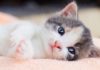 The Ultimate Guide to Cat Deworming: A Tailored Treatment Plan for Your Feline Friend at Every Life Stage