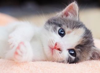 The Ultimate Guide to Cat Deworming: A Tailored Treatment Plan for Your Feline Friend at Every Life Stage