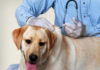 The Ultimate Pet Vaccination Schedule: A Vet-Approved Guide