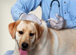 The Ultimate Pet Vaccination Schedule: A Vet-Approved Guide