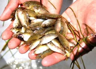 The Tiniest Fish is Now a Famous Delicacy in Hue