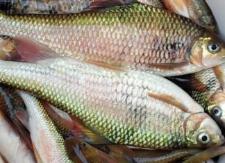 The Mountain Fish: From Modest Origins to a Culinary Sensation, Now Demanding an Exquisite Price of 300,000 VND/kg