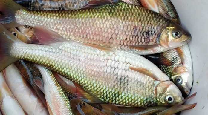 The Mountain Fish: From Modest Origins to a Culinary Sensation, Now Demanding an Exquisite Price of 300,000 VND/kg