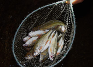 The Delicious Delicacy of Quang Ngai: A Taste of the Mountains and the Sea