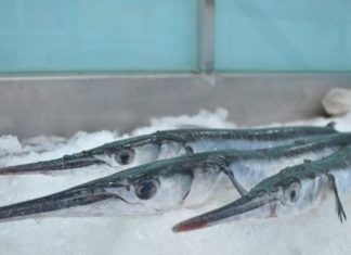 The Captivating Blue-Bone Fish of Kien Giang