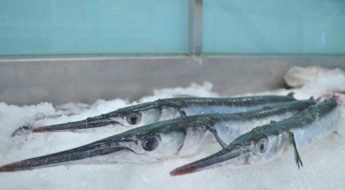 The Captivating Blue-Bone Fish of Kien Giang