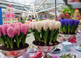 The Ultimate Guide to Feng Shui Plants for a Productive and Peaceful Office Environment