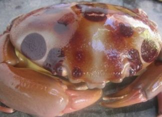 The Ultimate Crustacean: A Rare Delicacy Worth the Hefty Price Tag