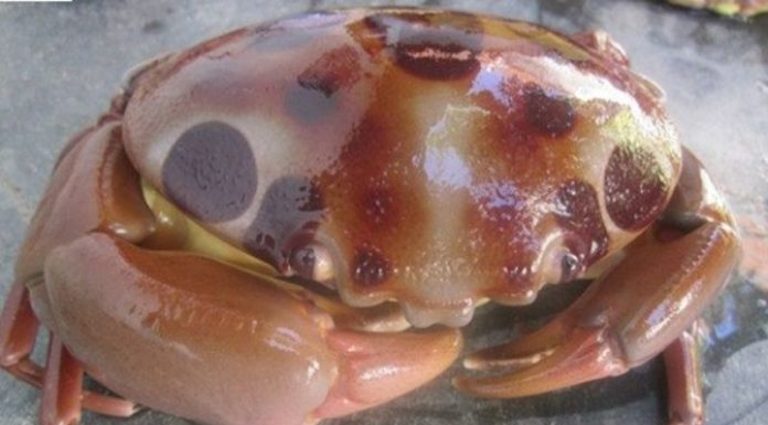 The Ultimate Crustacean: A Rare Delicacy Worth the Hefty Price Tag