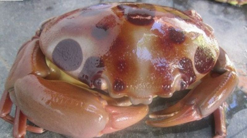 The Ultimate Crustacean: A Rare Delicacy Worth the Hefty Price Tag