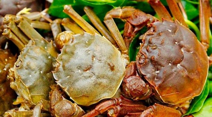 The Elusive Northern Crab: A Culinary Delights of Bac Giang