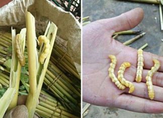 The Ultimate Delicacy from the Northwest: A Culinary Adventure Not for the Faint-Hearted