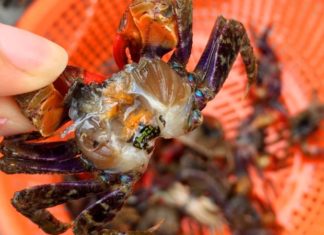 The Delicacy from Quang Ninh with Vibrant Red Legs that Has Foodies in a Frenzy